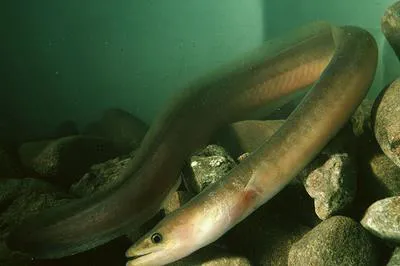 Indonesian longfinned eel (Anguilla malgumora)