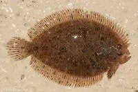 Indonesian ocellated flounder (Psammodiscus ocellatus)