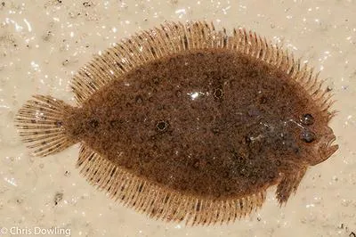 Indonesian ocellated flounder (Psammodiscus ocellatus)