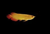 Indonesian/red-tailed golden arowana (Scleropages aureus)