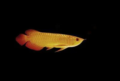 Indonesian/red-tailed golden arowana (Scleropages aureus)