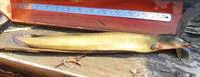 Indonesian shortfin eel (Anguilla bicolor bicolor)