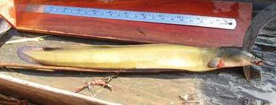 Indonesian shortfin eel (Anguilla bicolor bicolor)