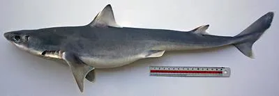 Indonesian shortsnout spurdog (Squalus hemipinnis)