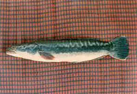 Indonesian snakehead (Channa micropeltes)