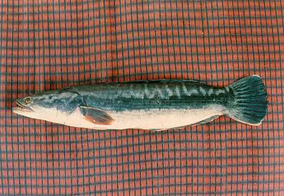 Indonesian snakehead (Channa micropeltes)