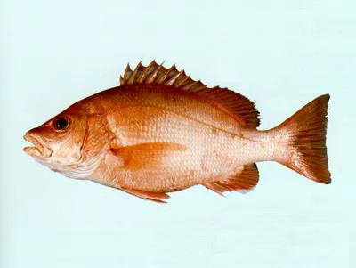 Indonesian snapper (Lutjanus bitaeniatus)
