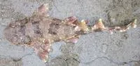 Indonesian wobbegong (Orectolobus leptolineatus)