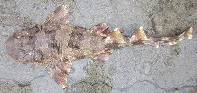 Indonesian wobbegong (Orectolobus leptolineatus)