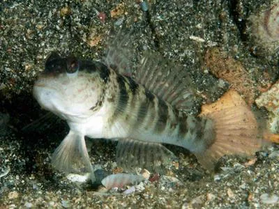 Inexplicable shrimpgoby (Cryptocentrus inexplicatus)