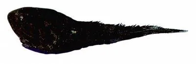 Inflated whiptail (Macrouroides inflaticeps)