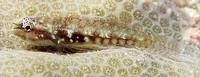 Infulata pygmy goby (Eviota infulata)