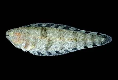 Inkspot tonguefish (Symphurus atramentatus)