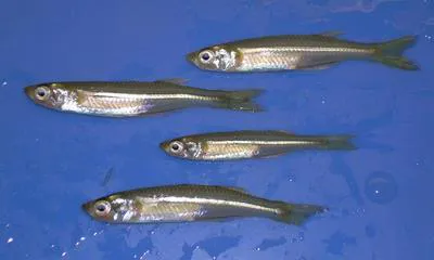 Inland silverside (Menidia beryllina)