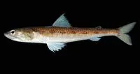 Inotted lizardfish (Synodus evermanni)