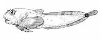 Inquiline snailfish (Liparis inquilinus)