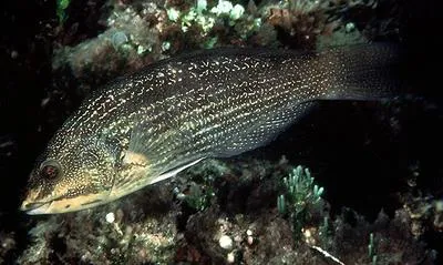 Inscribed wrasse (Notolabrus inscriptus)