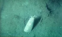 Inshore hagfish (Eptatretus burgeri)