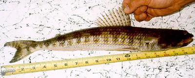 Inshore lizardfish (Synodus foetens)