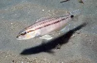 Inshore sand perch (Diplectrum pacificum)