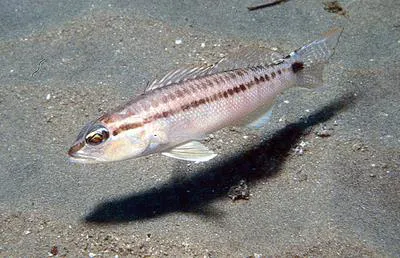 Inshore sand perch (Diplectrum pacificum)