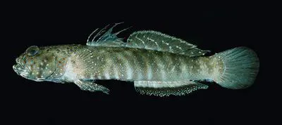 Insignia prawn-goby (Cryptocentroides insignis)