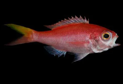 Insular bunquelovely (Symphysanodon octoactinus)