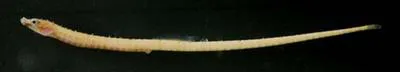 Insular pipefish (Anarchopterus tectus)
