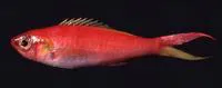 Insular shelf beauty (Symphysanodon typus)