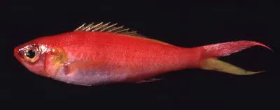 Insular shelf beauty (Symphysanodon typus)