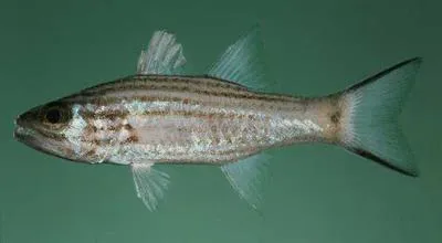 Intermediate cardinalfish (Cheilodipterus intermedius)