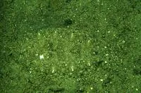 Intermediate flounder (Asterorhombus intermedius)