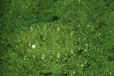 Intermediate flounder (Asterorhombus intermedius)