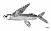 Intermediate flyingfish (Cheilopogon intermedius)