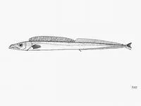 Intermediate scabbardfish (Aphanopus intermedius)