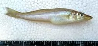 Intermediate sillago (Sillago intermedius)