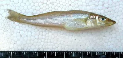 Intermediate sillago (Sillago intermedius)