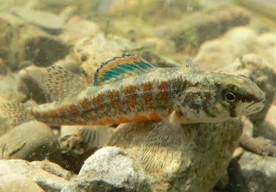 Iowa darter (Etheostoma exile)
