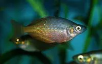Irian Jaya rainbowfish (Melanotaenia irianjaya)