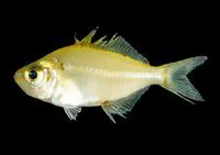 Iridescent glassy perchlet (Parambassis apogonoides)