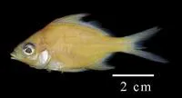 Irish mojarra (Diapterus auratus)