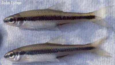 Ironcolor shiner (Notropis chalybaeus)