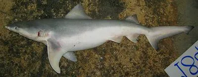 Irrawaddy river shark (Glyphis siamensis)