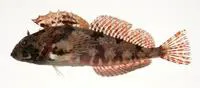 Ishikawa's sculpin (Furcina ishikawae)
