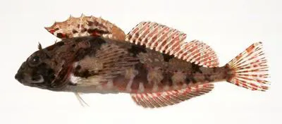 Ishikawa's sculpin (Furcina ishikawae)