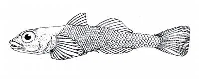 Isis goby (Bryaninops isis)