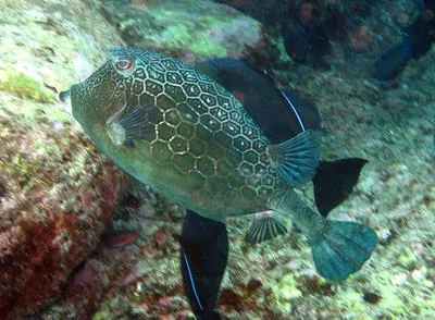 Island cowfish (Acanthostracion notacanthus)
