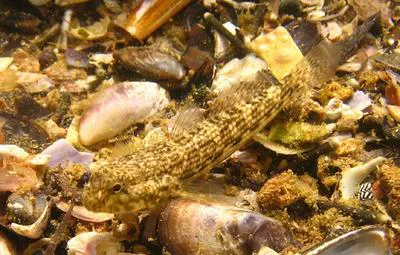 Island frillfin (Bathygobius mystacium)