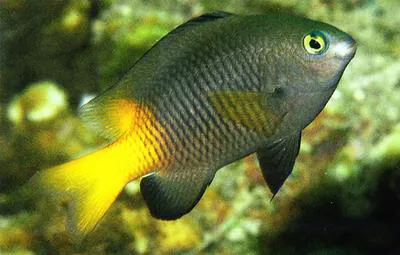 Island gregory (Stegastes insularis)