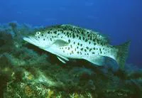 Island grouper (Mycteroperca fusca)